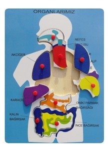 Ahşap Puzzle Yapboz Organlarımız