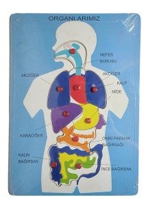 Ahşap Puzzle Yapboz Organlarımız